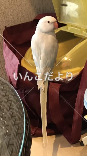 迷い鳥の写真