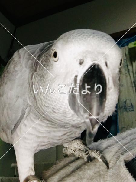 迷い鳥の写真