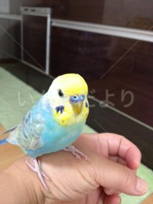 迷い鳥の写真
