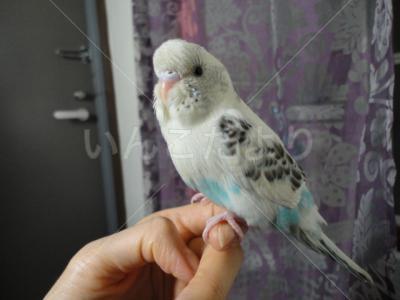 保護鳥の写真