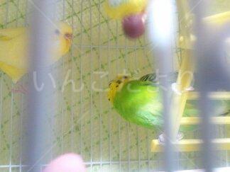 迷い鳥の写真