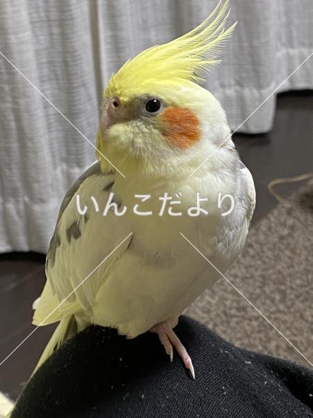 迷い鳥の写真