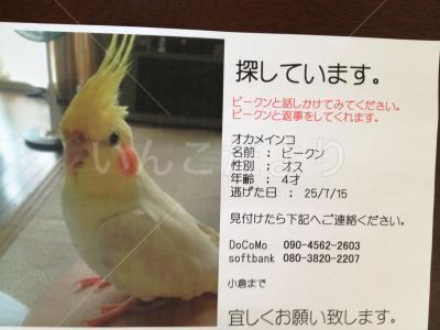 迷い鳥の写真