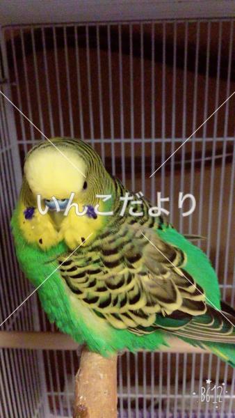 迷い鳥の写真