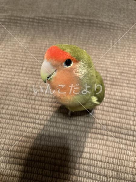 迷い鳥の写真