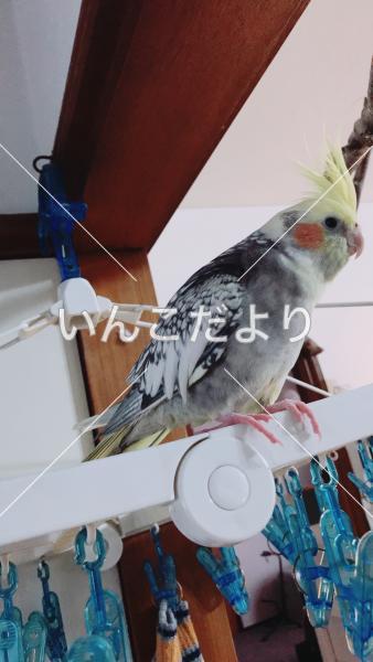 迷い鳥の写真