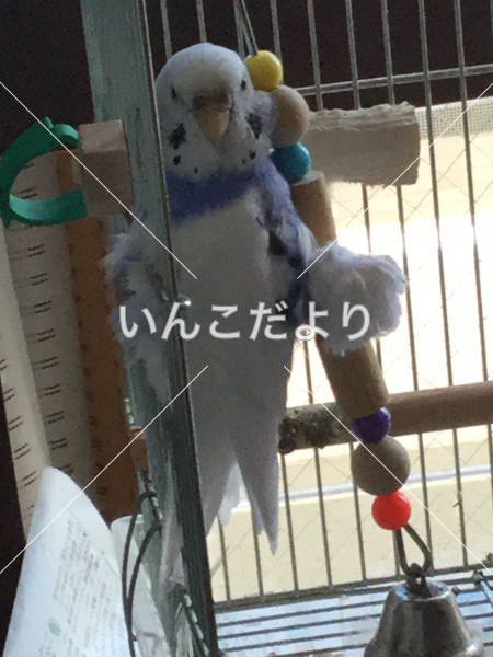 迷い鳥の写真