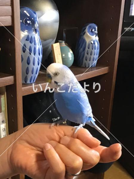 迷い鳥の写真