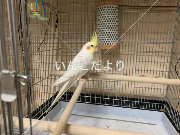 迷い鳥の写真