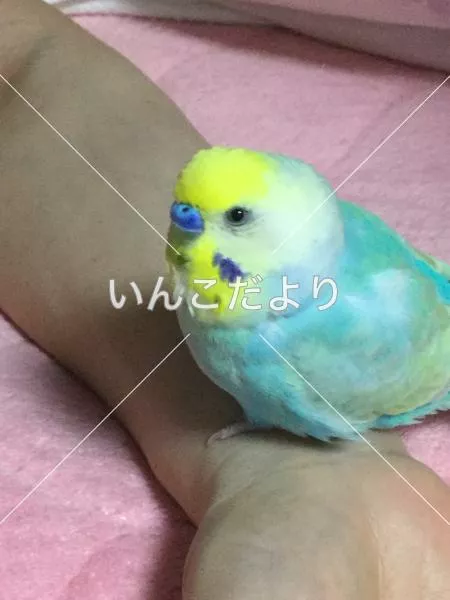 迷い鳥の写真