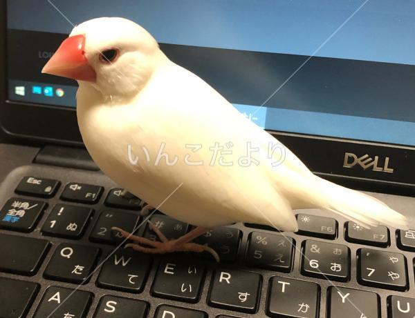 迷い鳥の写真