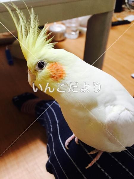 迷い鳥の写真