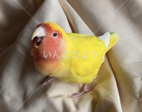 迷い鳥の写真