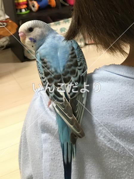 迷い鳥の写真