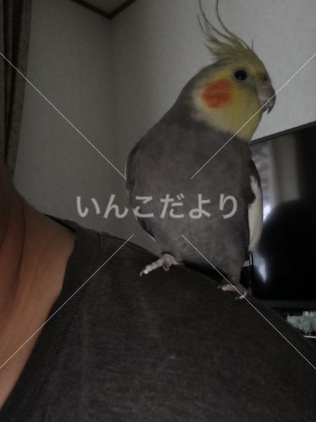 迷い鳥の写真