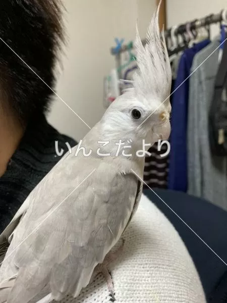 迷い鳥の写真