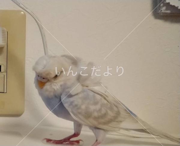 迷い鳥の写真
