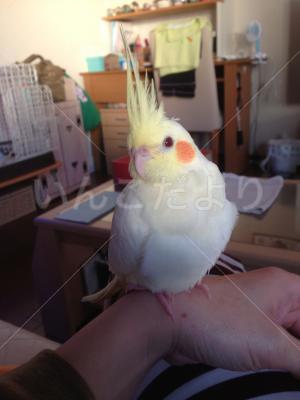 迷い鳥の写真