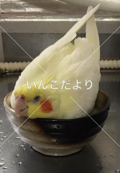 迷い鳥の写真