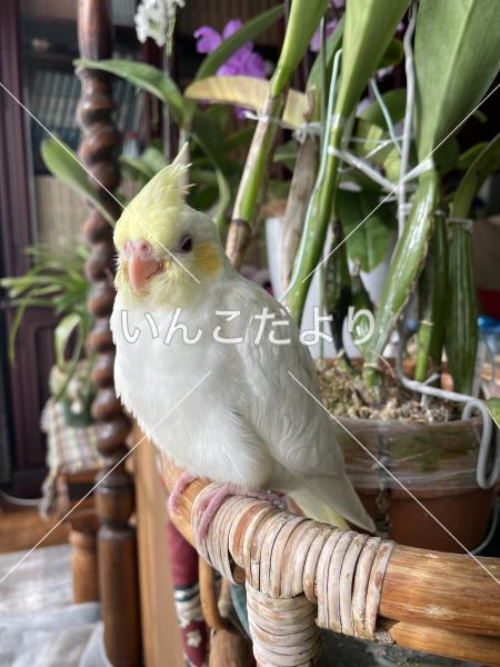 迷い鳥の写真