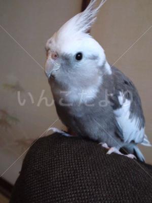 保護鳥の写真