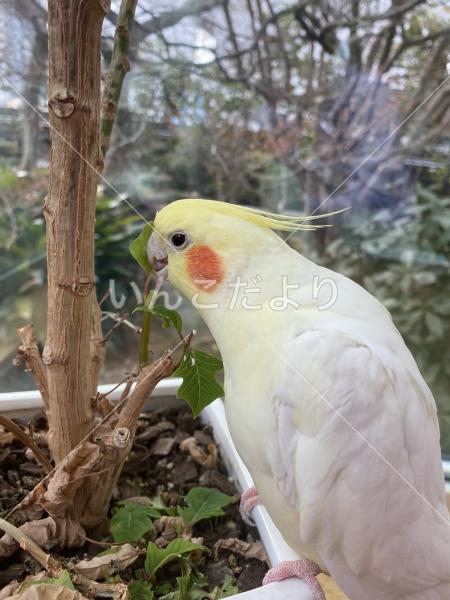 迷い鳥の写真