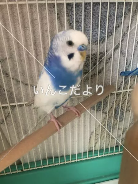 保護鳥の写真