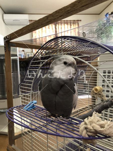 迷い鳥の写真
