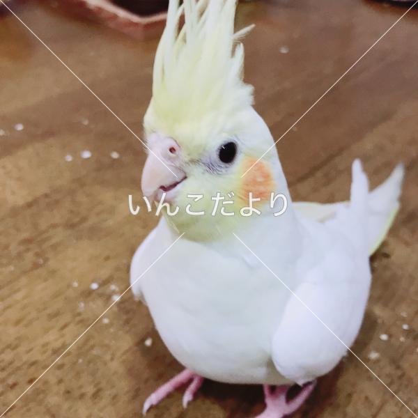 迷い鳥の写真