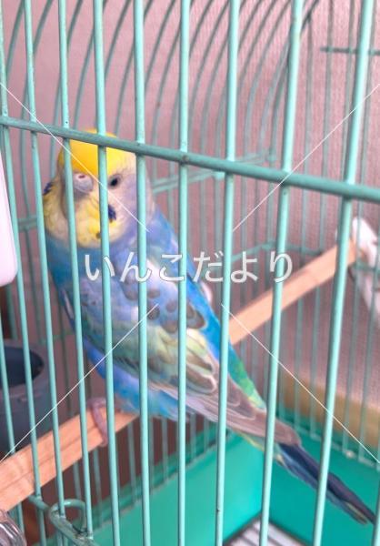 保護鳥の写真