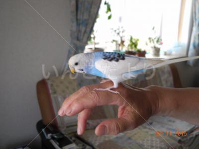 保護鳥の写真