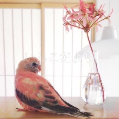 迷い鳥の写真