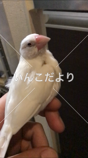 迷い鳥の写真