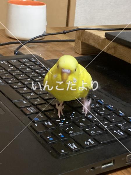 迷い鳥の写真