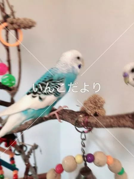 迷い鳥の写真