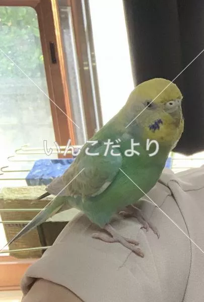迷い鳥の写真