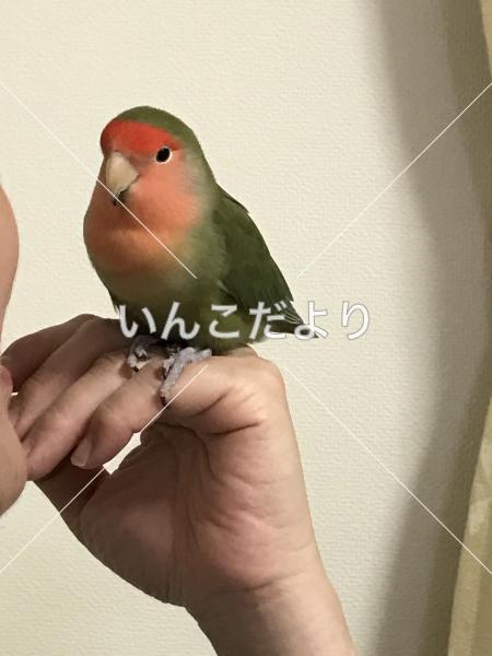 迷い鳥の写真