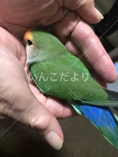 保護鳥の写真