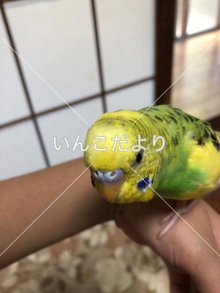 迷い鳥の写真