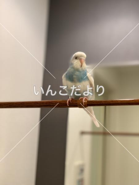 迷い鳥の写真