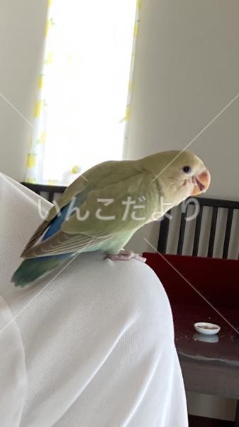 迷い鳥の写真