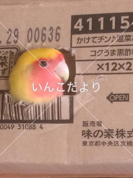 迷い鳥の写真