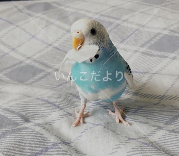 迷い鳥の写真
