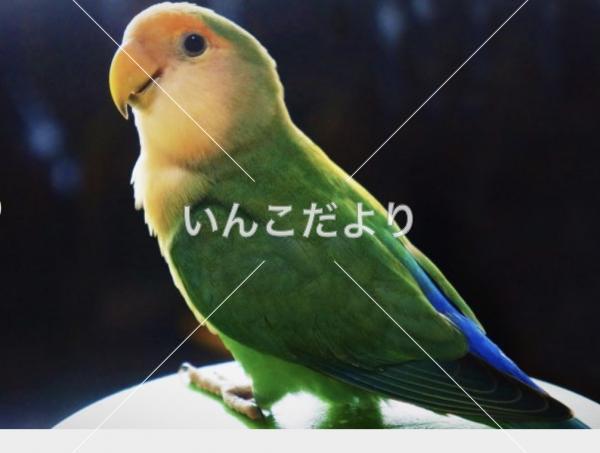 迷い鳥の写真
