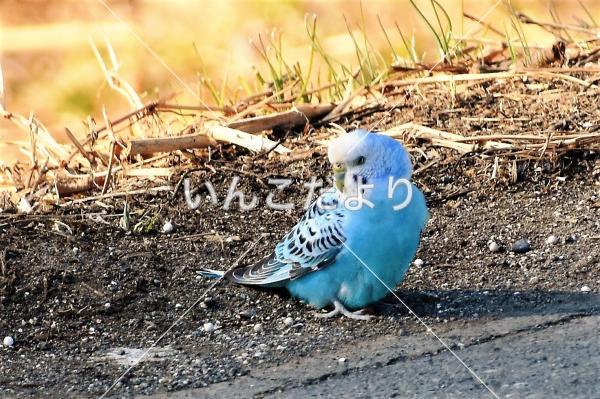 保護鳥の写真