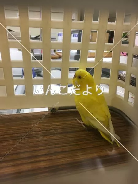 保護鳥の写真