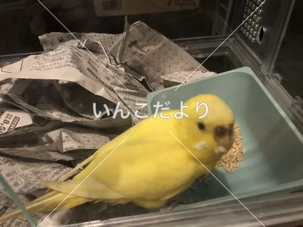保護鳥の写真