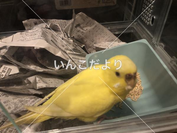 保護鳥の写真