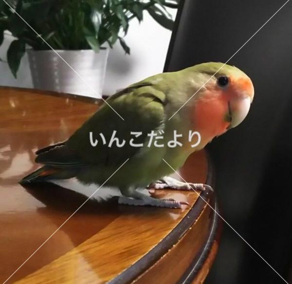 迷い鳥の写真