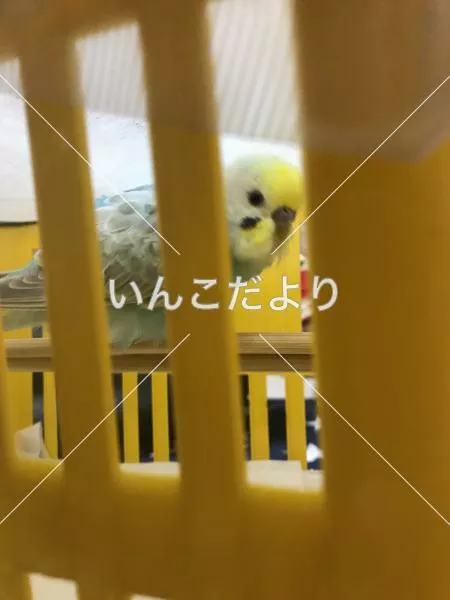 保護鳥の写真